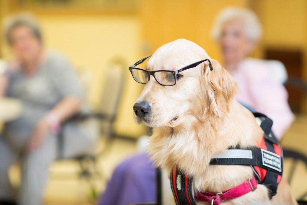 Therapy Dog Pet Therapy Benefits rehabilitation nursing home forest hills queens ny