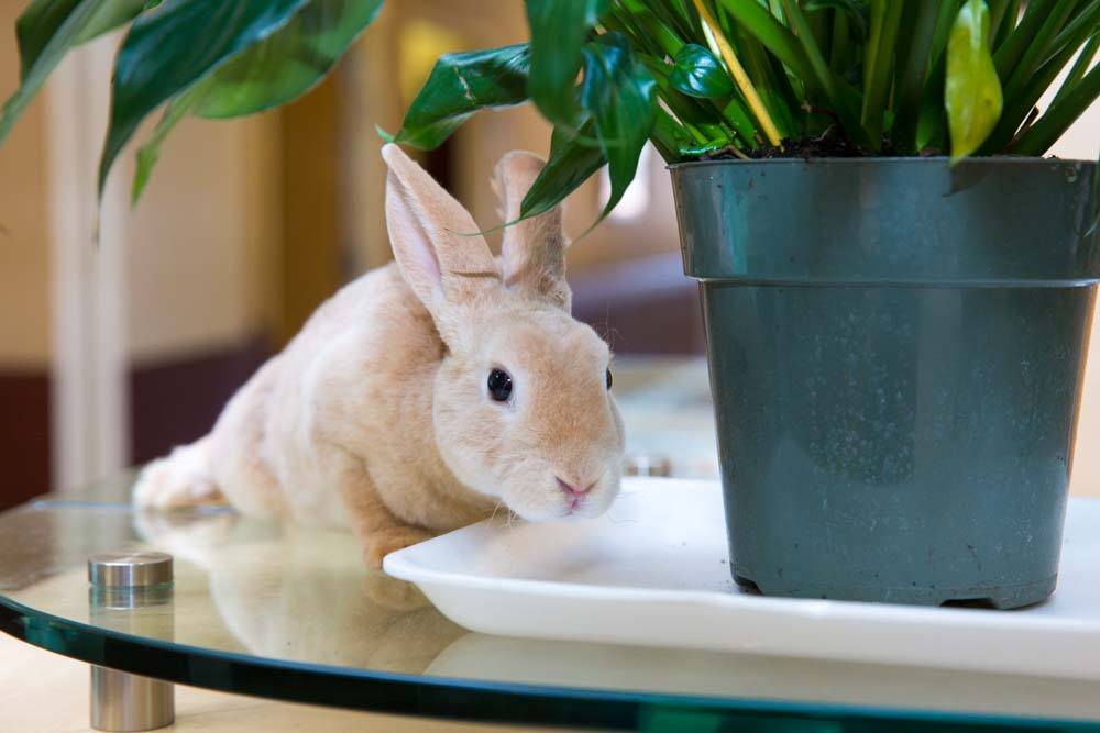 Rabbit Pets can be stress relievers and help lower high blood pressure