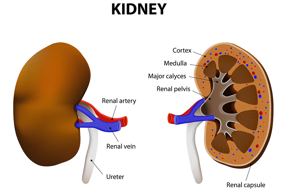 Kidney Failure in Elderly People