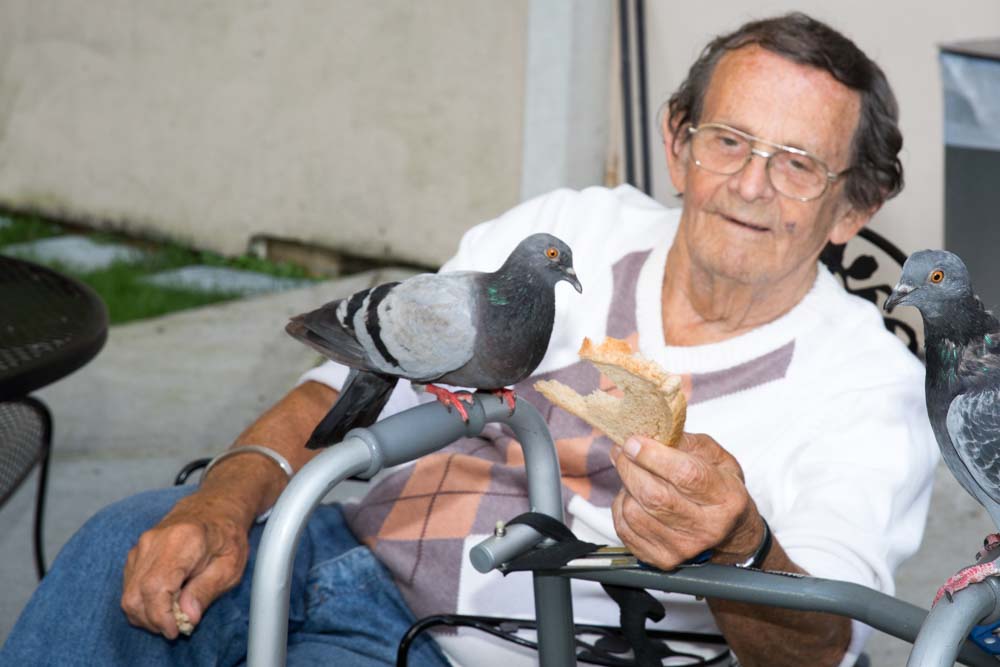 Elderly man playing with pigeon to beat fatigue