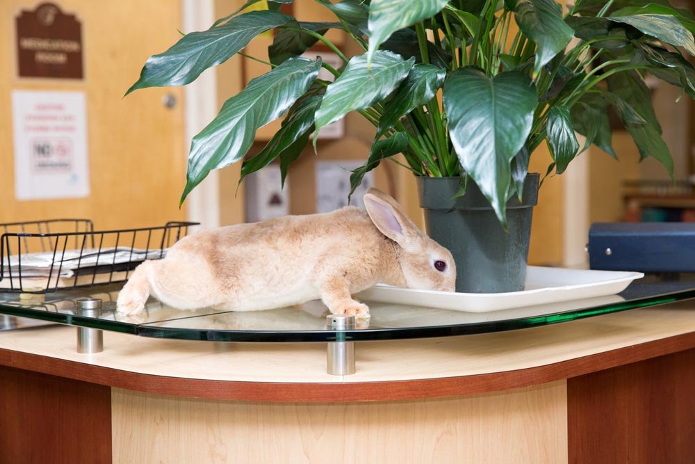 Adorable rabbit bringing joy to boost health