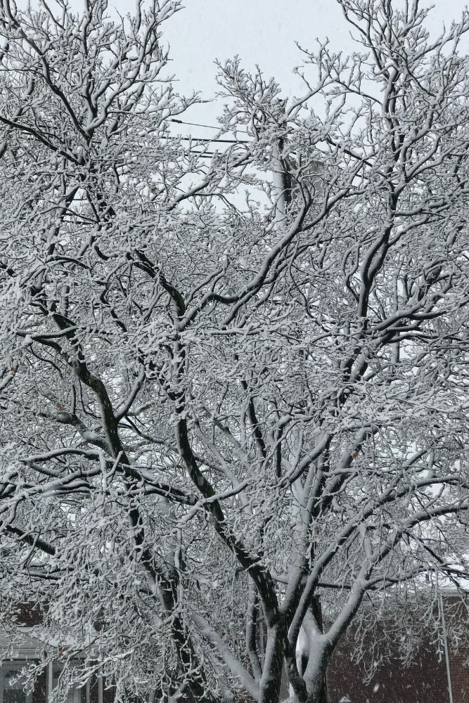 Picture of a tree during winter covered with snow.
