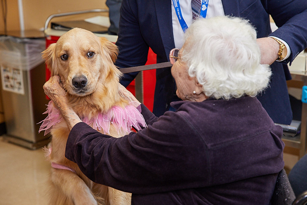 Animal Therapy Animal Therapy session with a golden retriever wearing a pink outfit, gently held by an elderly woman.