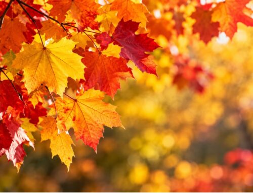 Fall Allergies, Causes, Signs, Duration & Relief