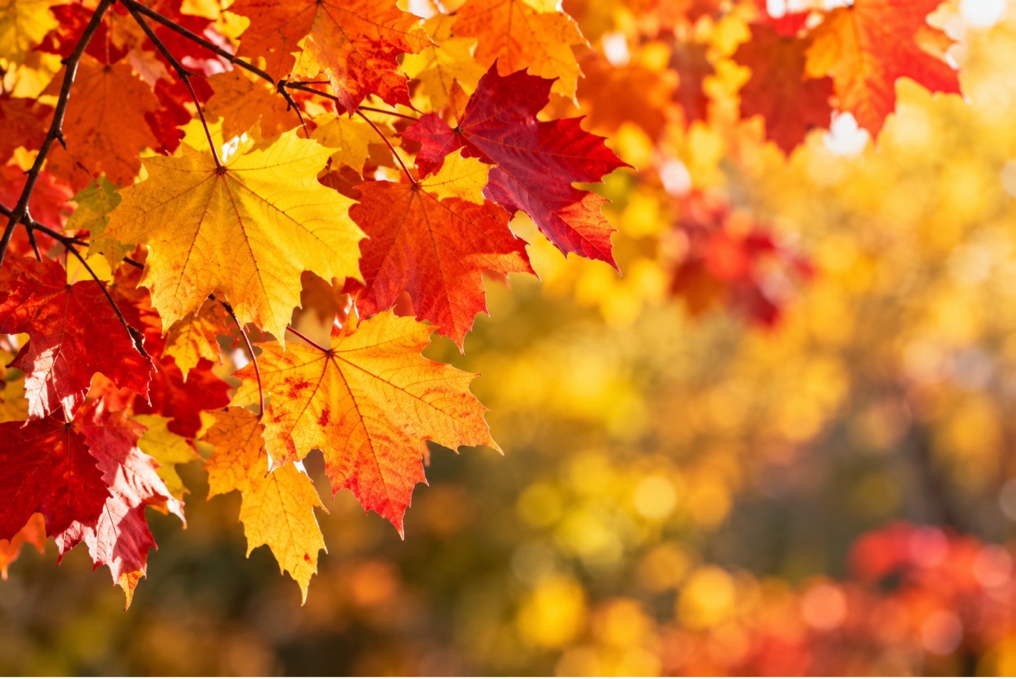 Fall allergies: vibrant red, orange, and yellow autumn leaves on tree branches in warm sunlight.